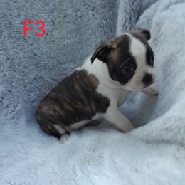 Female 3 - Brindle and white female Boston Terrier puppy in Newton Grove, North Carolina from Sassifras Boston Terriers