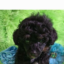 Ernie - Black male Poodle puppy in Emory, Texas from Mel's Wags & Kisses
