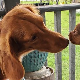 Dachshunds from Rodgers Acres