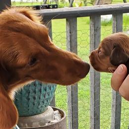 Dachshunds from Rodgers Acres