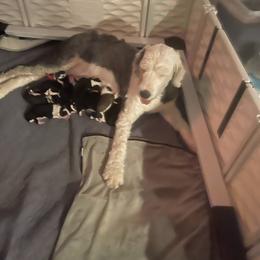 Tan - Black and white female Sheepadoodle puppy in Rocky Point, North Carolina from CelticDoods