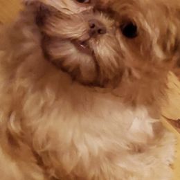 Shih Tzus from Sonya Coleman's Shih Tzu