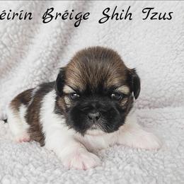 AKC Brindle and White Male - Brindle and white male Shih Tzu puppy in Las Vegas, Nevada from Beirin Breige Shih Tzus