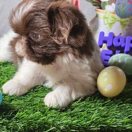 Zoe (Jeanette) - Chocolate female Shih Tzu puppy in Brighton, Missouri from Morningstar's Shih Tzu