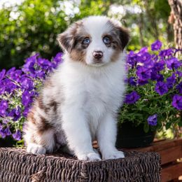 Kanen - Red merle female Australian Shepherd puppy in Harmony, North Carolina from Fox Aussies