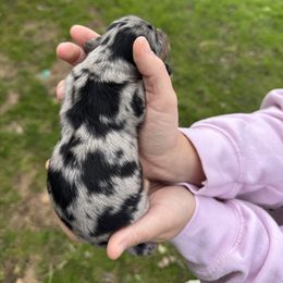 Manon - Dapple female Dachshund puppy in Troup, Texas from East Texas Dachshunds