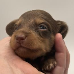 Hazelnut - Chocolate and cream female Dachshund puppy in Bartlesville, Oklahoma from Kippers Keepsake Dachshunds