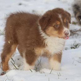 Derby - Red tri-color male Australian Shepherd puppy in Mount Sterling, Ohio from Northern Lights Working Dogs