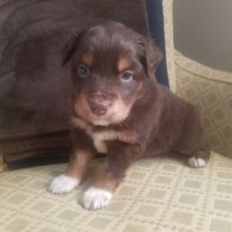 Australian Shepherd Puppies from Covenant View Farm Australian Shepherds