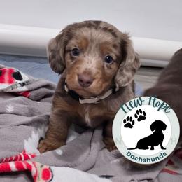 Boy 1 - Dapple male Dachshund puppy in Fulton, Missouri from New Hope Dachshund Puppies
