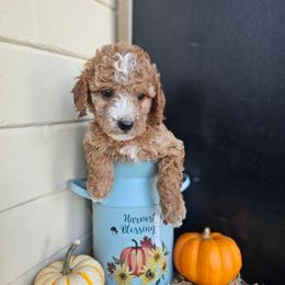 Allspice - Red  female Goldendoodle puppy in Daytona Beach, Florida from Beach Doodles