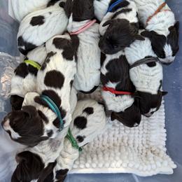 Wirehaired Pointing Griffon Puppies from Idleista Grand Chasseur