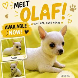 Olaf - White male Chihuahua puppy in Seneca, Missouri from Stephanie’s Puppy Colony
