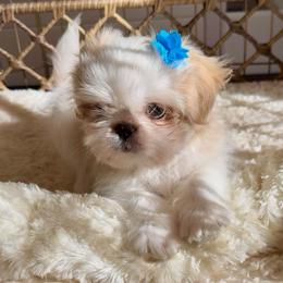 Bennie - White male Shih Tzu puppy in Frederick, Maryland from Shih Tzu Puppy in Maryland