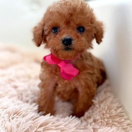Elsa - Red  female Poodle puppy in Gilbert, Arizona from My Poodle Bears