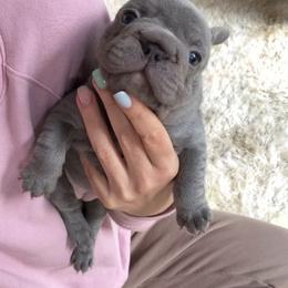 French Bulldog Puppies from Matra French Bulldogs