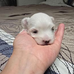 Lola - White female Maltese puppy in Ludington, Michigan from OT Maltese & Co