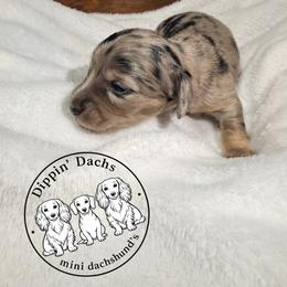 Obsidian - Dapple male Dachshund puppy in Wytheville, Virginia from Dippin’ Dachs mini dachshunds