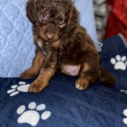 Aussiedoodle, Bernedoodle, Goldendoodle, and Poodle Puppies from Vallevistadoodles
