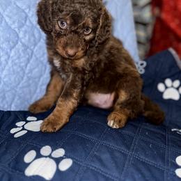 Aussiedoodle, Bernedoodle, Goldendoodle, and Poodle Puppies from Vallevistadoodles