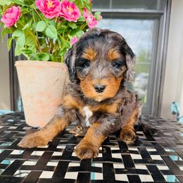 Abraham - Blue merle male Bernedoodle puppy in Bowling Green, Ohio from FDF Pyredoodles & Bernedoodles