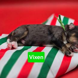 Vixen- Green collar - Blue merle male Bernedoodle puppy in Summerville, South Carolina from Channys Doodles