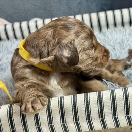 Ace (yellow) - Red merle male Aussiedoodle puppy in Lakeland, Florida from Standard Goldendoodle and Doodles