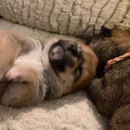 Shiba Inu Puppies from Puppydom Kennels & Training
