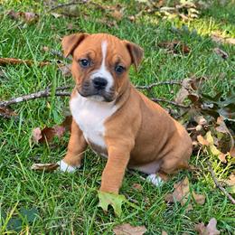 Monica - Red female American Staffordshire Terrier puppy in Marietta, Georgia from Ambition Amstaffs