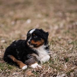Miniature American Shepherd and Miniature Australian Shepherd Puppies from Rocking 4C