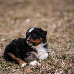Miniature American Shepherd and Miniature Australian Shepherd Puppies from Rocking 4C