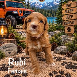 Rubi - Red female Australian Labradoodle puppy in Eastover, North Carolina from Joyful Hearts Australian Labradoodles