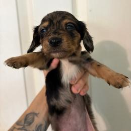 Sandrone - Dapple female Dachshund puppy in Conroe, Texas from Dots Dachshunds