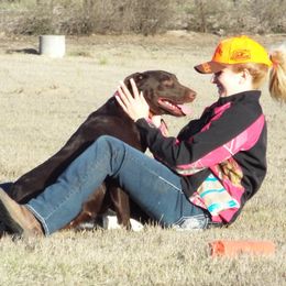 Freedon - Labrador Retriever