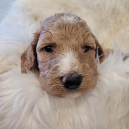 Chip (Black Collar) - Apricot male Goldendoodle puppy in Lincoln, California from Lincoln Goldendoodles
