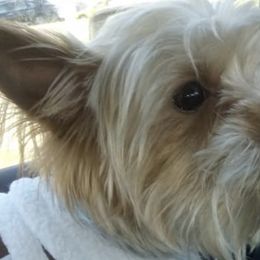 Shihpoos and Yorkshire Terriers from Triceadorablepups