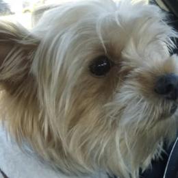 Shihpoos and Yorkshire Terriers from Triceadorablepups