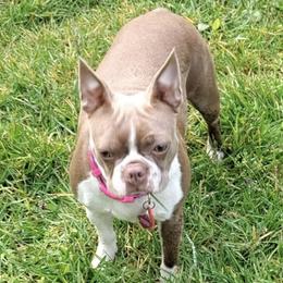 Jace - Boston Terrier
