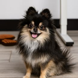 Angel - Pomeranian