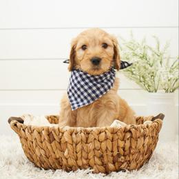 Zazu - Dark blue collar - Apricot male Goldendoodle puppy in Arlington, Washington from Anderson Goldendoodles