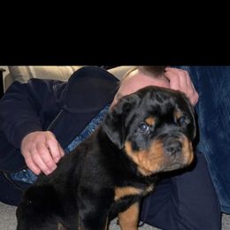 Rottweiler Puppies from Iron Clad Rottweiler