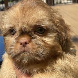 Girl 1 Diva - Chocolate female Shih Tzu puppy in Troy, Michigan from "Shihtzu Best Friend"