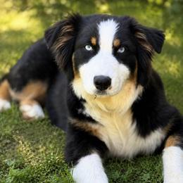 Marigold - Australian Shepherd