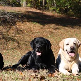 Labrador Retrievers from Duckback Labs