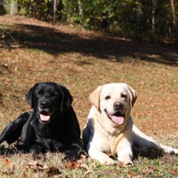 Labrador Retrievers from Duckback Labs