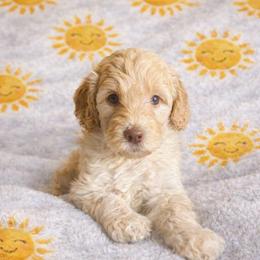 Carolina - Cream female Aussiedoodle puppy in High Point, North Carolina from Kingsfield Doodles