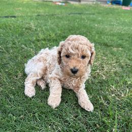 Willow - Cream female Cockapoo puppy in Mesa, Arizona from Goldenpaw Cockapoos