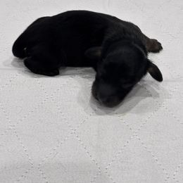 White collar - Black and tan male Dachshund puppy in Chicago, Illinois from RGZ Doxies