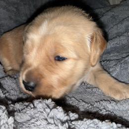 Blue Girl - Golden female Golden Retriever puppy in Rockwell, North Carolina from KnL Golden Acres