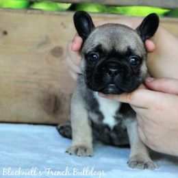 American Bulldog and French Bulldog Puppies from Blackwell's American & French Bulldogs